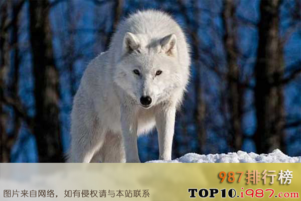 十大世界最漂亮动物之北极狼