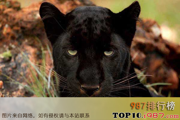 十大世界最漂亮动物之黑豹