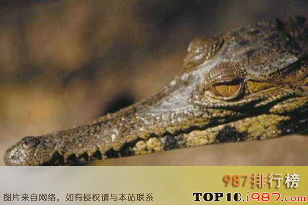 十大世界最凶残鳄鱼之非洲狭吻鳄
