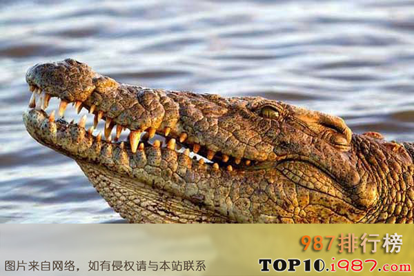 十大世界最凶残鳄鱼之尼罗鳄