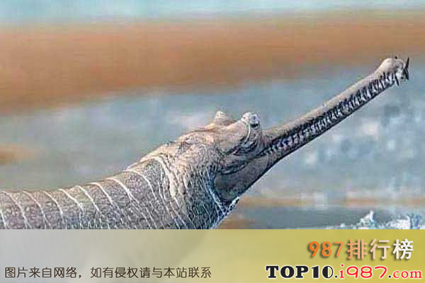十大世界最凶残鳄鱼之恒河鳄
