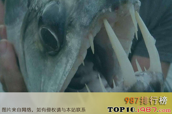 十大世界最危险的鱼之似鲭水狼牙鱼