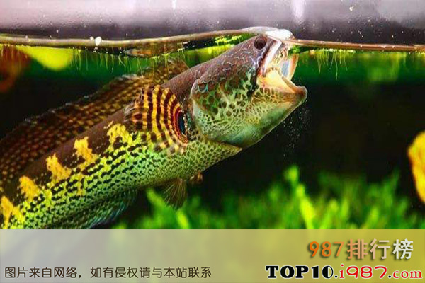 十大世界最危险的鱼之蛇头鱼