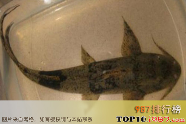 十大世界最危险的鱼之坦克鸭嘴鱼