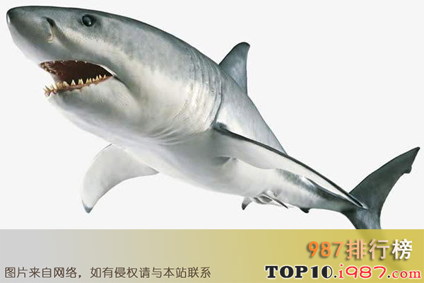 十大世界最危险的鱼之巨齿鲨鱼