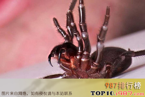 十大世界最毒蜘蛛之悉尼漏斗网蜘蛛