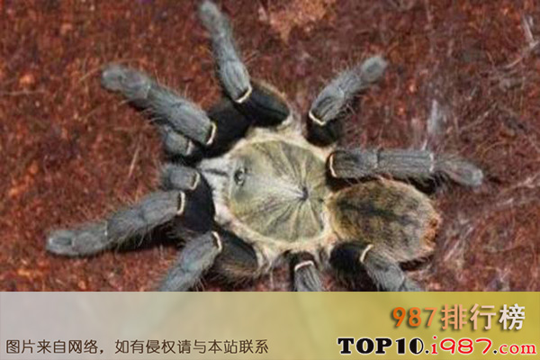 十大世界最毒蜘蛛之中国捕鸟蛛