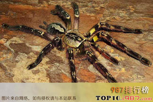 十大世界最毒蜘蛛之印度华丽雨林蛛