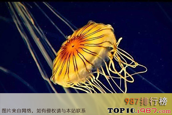 十大世界最美丽水母之黑星海刺水母