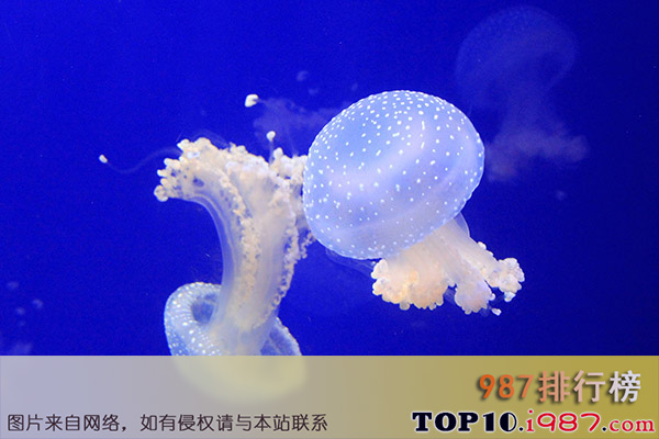 十大世界最美丽水母之澳洲斑点水母