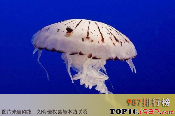 十大世界最美丽水母之紫海刺水母