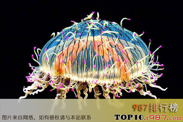十大世界最美丽水母之花笠水母