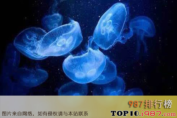 十大世界最美丽水母之海月水母