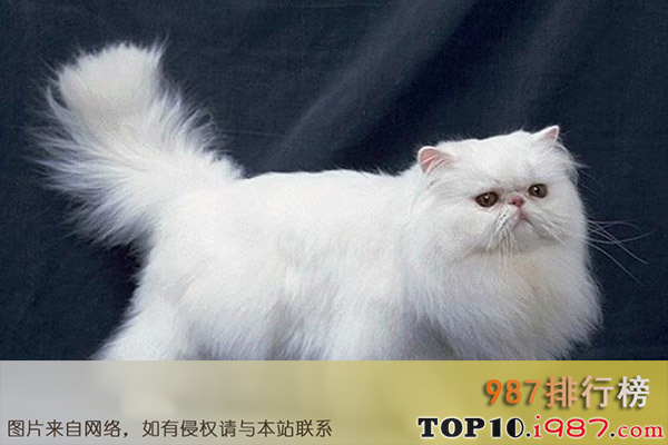 世界十大著名的宠物猫之波斯猫