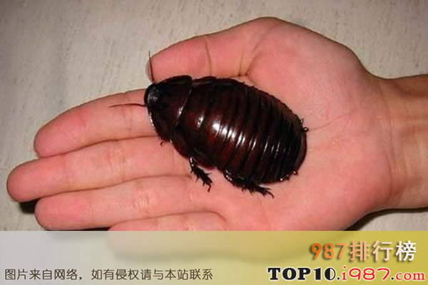十大世界上最奇怪昆虫之犀牛蟑螂