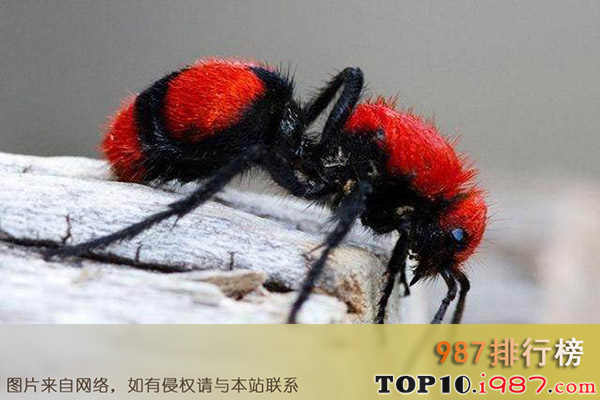 十大世界上最奇怪昆虫之红色天鹅绒蚂蚁