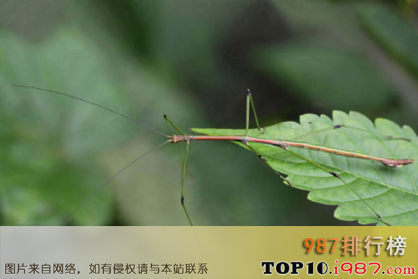 世界上十大最奇怪昆虫之竹节虫