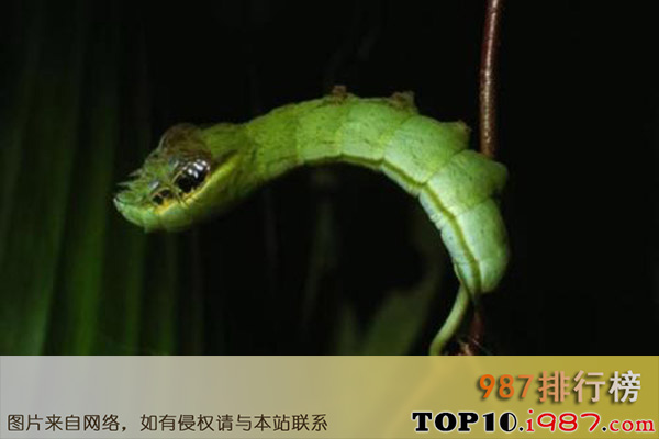 十大世界上最奇怪昆虫之假蛇毛毛虫