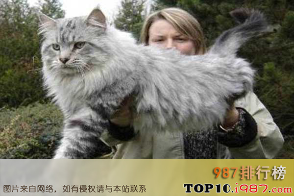 十大世界体格最大的猫之缅因猫