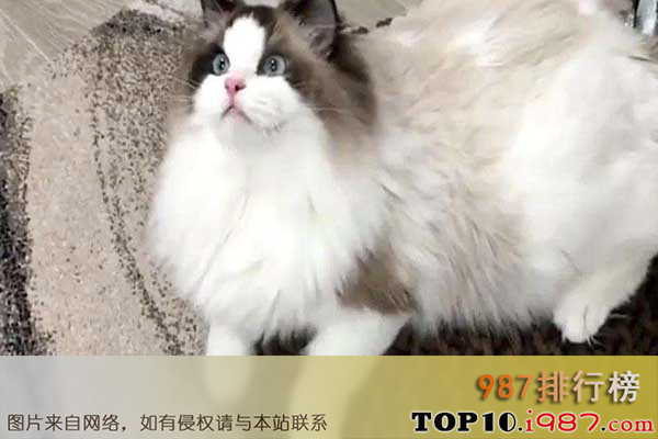 世界十大体格最大的猫之布偶猫