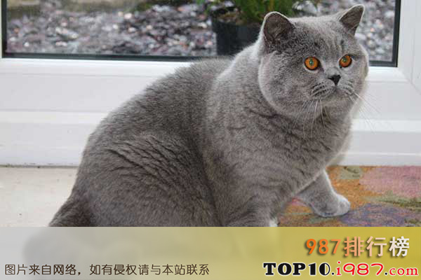 十大世界体格最大的猫之英国短毛猫