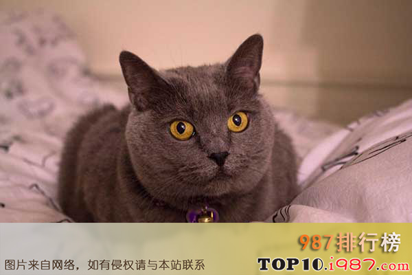 十大世界体格最大的猫之卡特尔猫
