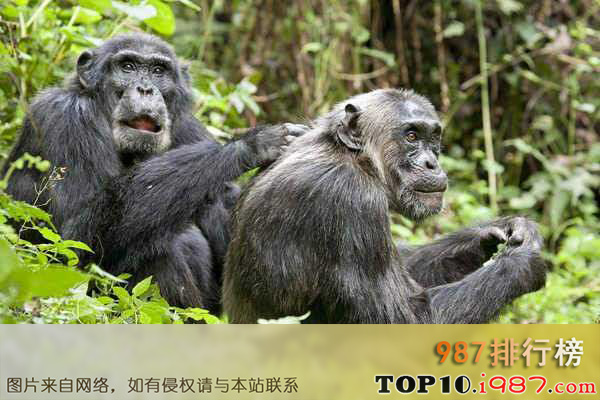 十大世界智商最高动物之黑猩猩