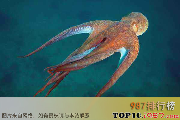 十大世界智商最高动物之章鱼