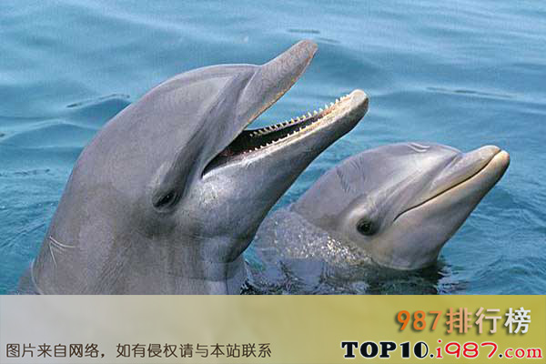 十大世界智商最高动物之宽吻海豚