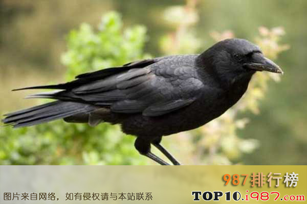 十大世界智商最高动物之乌鸦