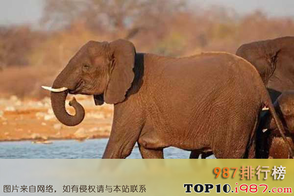 世界十大智商最高动物之大象