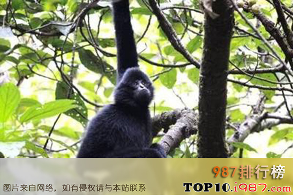 十大世界珍稀动物之黑冠长臂猴