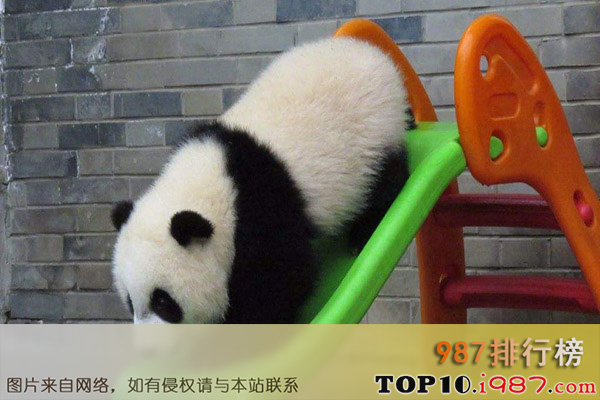 世界十大珍稀动物之大熊猫