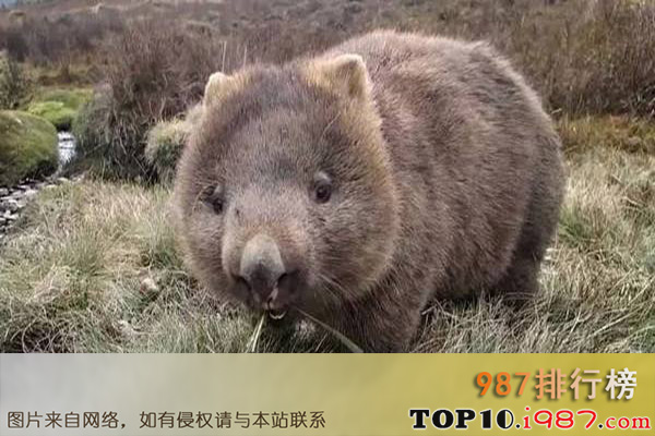 十大世界珍稀动物之北方毛鼻袋熊