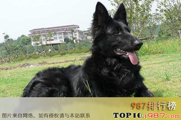 十大世界最贵的狗之比利时牧羊犬