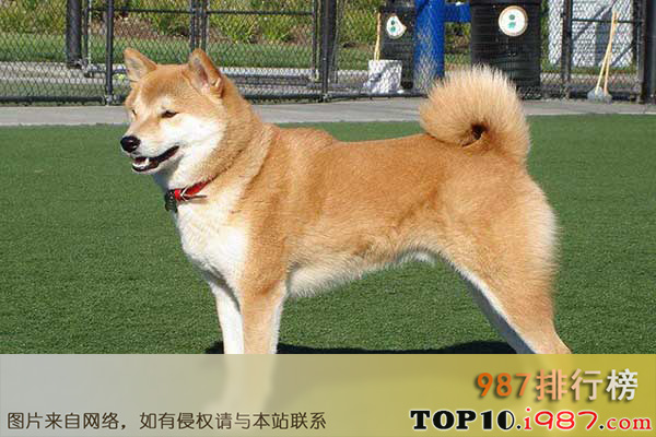 世界十大最贵的狗之秋田犬