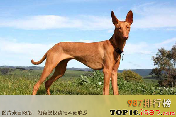 十大世界最贵的狗之法老王猎犬
