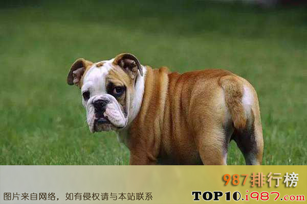 十大世界最贵的狗之英国斗牛犬