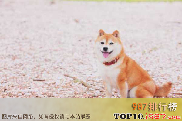 十大世界最贵的狗之柴犬