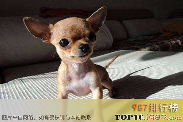 世界十大最小的狗之吉娃娃