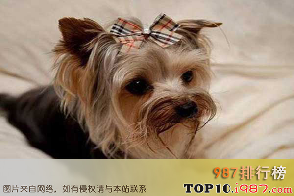 十大世界最小的狗之约克夏梗
