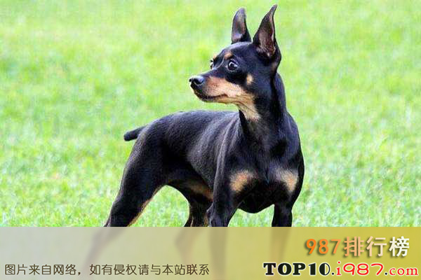 十大世界最小的狗之布拉格瑟瑞克犬