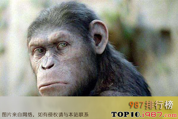 十大世界最聪明动物之类人猿