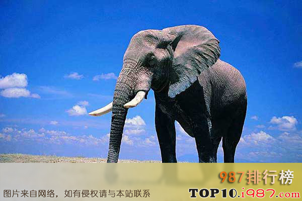 世界十大最聪明动物之大象