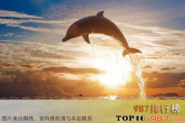 十大世界最聪明动物之海豚