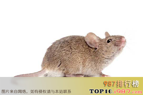 十大世界最聪明动物之老鼠