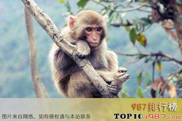 十大世界最聪明动物之猴子