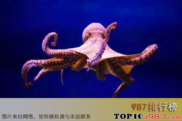 十大世界最聪明动物之章鱼