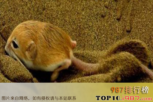 十大世界上最小的哺乳动物之伊特鲁里亚鼩鼱