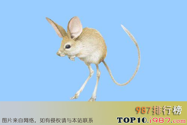 十大世界上最小的哺乳动物之跳鼠